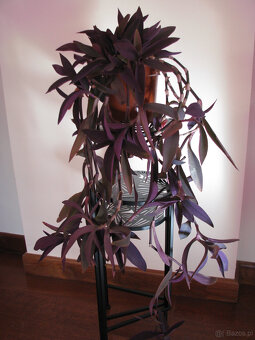 Trzykrotka purpurowa tradeskancja setkrezja fioletowa roślin - 5