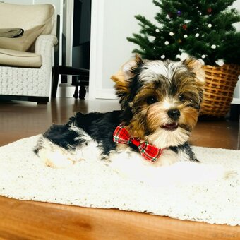 York Biewer - cudeńko - możliwy legalny wyjazd z Kraju. - 5