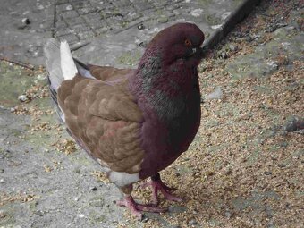 sprzedam gołębie - 5