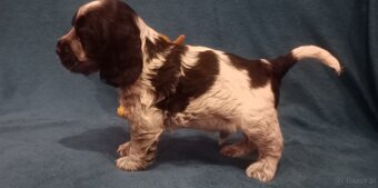 Cocker spaniel angielski - 5