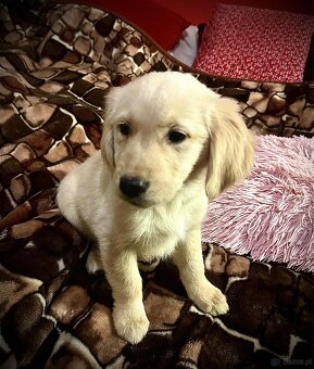 Golden Retriever - 5