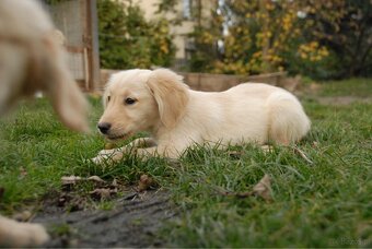Golden Retriever - 5