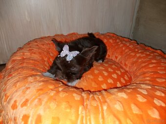 York Yorkshire Terrier Chocolate Suczka - 5