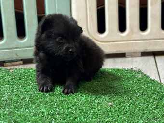 Schipperke - szczenięta mini owczarek belgijski - 5