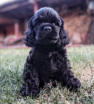 Cocker spaniel american/PP fci - 5