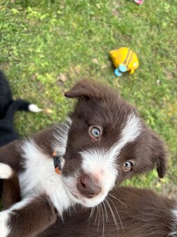 Suczka brązowo biała border collie - 5