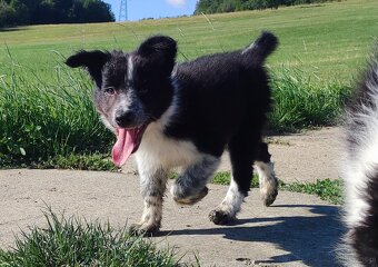Prześliczna Suczka BORDER COLLIE - pełna dok. super rodzice - 5