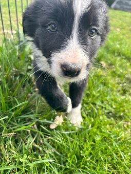 Czarno biała suczka Border collie - 5