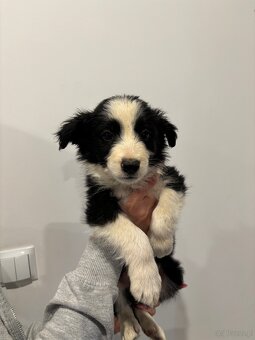 Piesek border collie czarno biały - 5