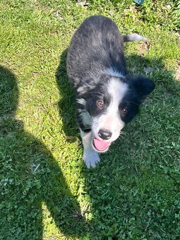 Piesek border collie czarno biały - 5