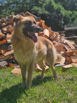 Neon mix leonberger -szuka domu schronisko Zgierz-aktualne - 5