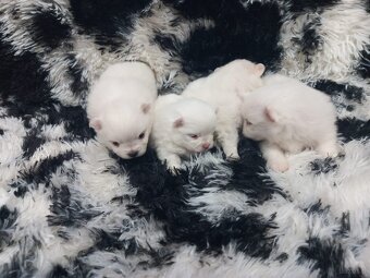 Szpic miniaturowy pomeranian - 5