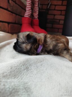 Pies rasy Shih Tzu z rodowodem - 5