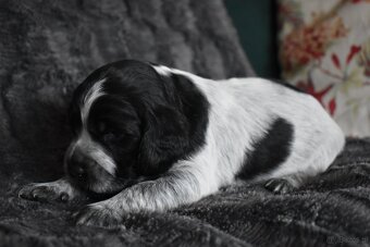 Niebieski spaniel pikardyjski FCI (wyżeł,płochacz) - 5
