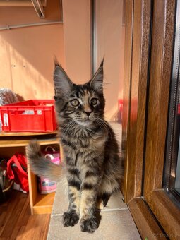 Kocięta Maine Coon  s PP - 5