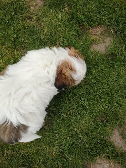 Suczka shih- -tzu - 5