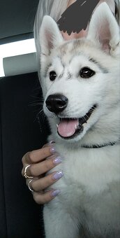 Siberian Husky ZKwP FCI suczka - 5