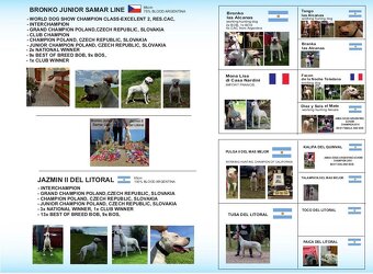 Dog Argentyński z PP, szczenięta dogo argentino REZERWACJE - 5