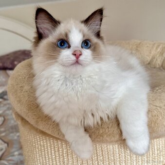 Ragdoll - uroczy Waldi - 5