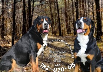 Mamy szczeniaki Duży Szwajcarski Pies Pasterski szczeniak - 5