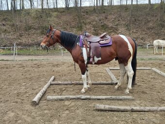 APH gelding bay tobiano - 5