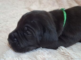 Dog niemiecki - 5