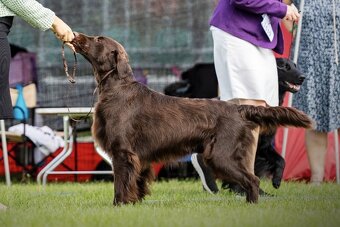 Flat coated retriever - Rezerwacja szczeniąt - 5