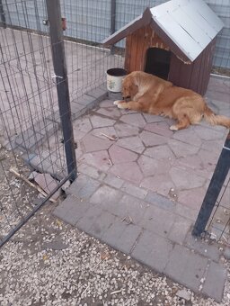 Golden retriever - 5