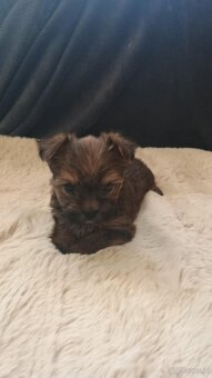 Yorkshire terrier - 5