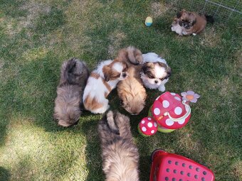 Pekińczyk Pekińczyki Nie Shih Tzu - 5