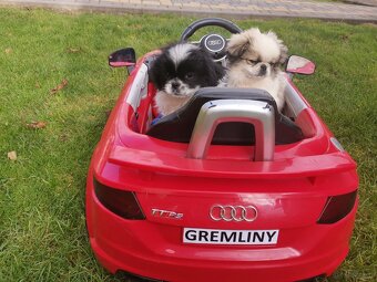 Pekińczyk Pekińczyki Nie Shih Tzu - 5