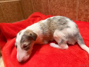 Chart rosyjski borzoj - 5