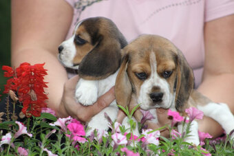 Beagle szczeniaczki ZKwP FCI po Championach - 5