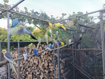 Aleksandretty faliste rozele - 5