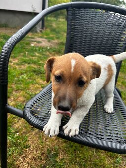 Mała dama, wielkie serce – Jack Russell z rodowodem czeka - 5