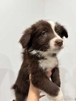 Szczeniaki border collie - 5
