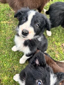 Puppies border collie - 5