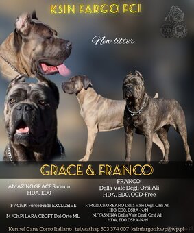 Cane Corso Ksin Fargo Fci - 5
