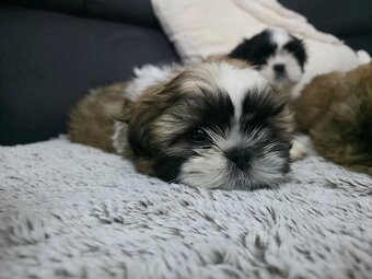 Pieski rasy Shih- tzu - 5