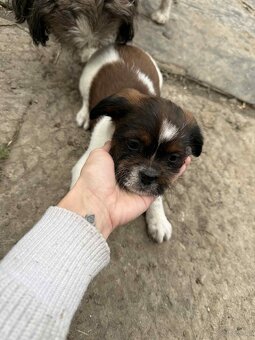Szczeniaki shih tzu - 5