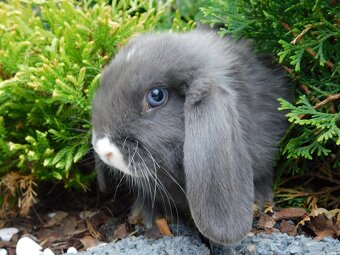 Niebieskie baranki mini lop - 5