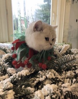 Szkocka Zwisłoucha - Firenze - 5