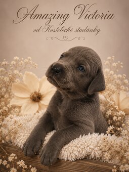 Niebieski dog niemiecki 💙🐾 o doskonałym rodowodzie - 5