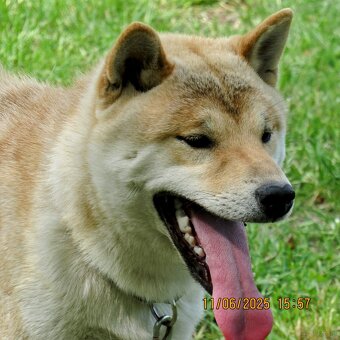Shiba Inu, dziesięciomiesięczny, czerwony piesek - 5