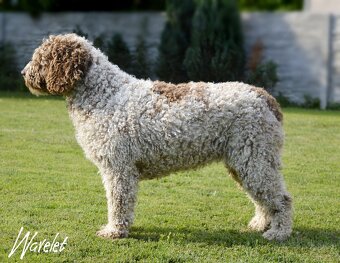 Hiszpański pies dowodny - z rodowodem FCI - 5