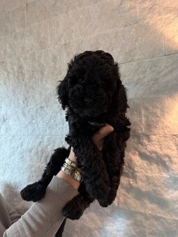 Cockapoo - pudel miniaturowy - 5