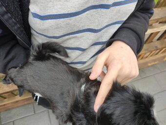 Suczka shih-tzu - 5