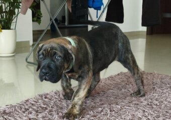 Cane Corso - 5