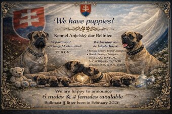 Bulmastif s PP/ Bullmastif/ Bulmastiff - 5