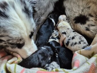 Szczeniak border collie blue merle hodowla ZKWP FCI - 5